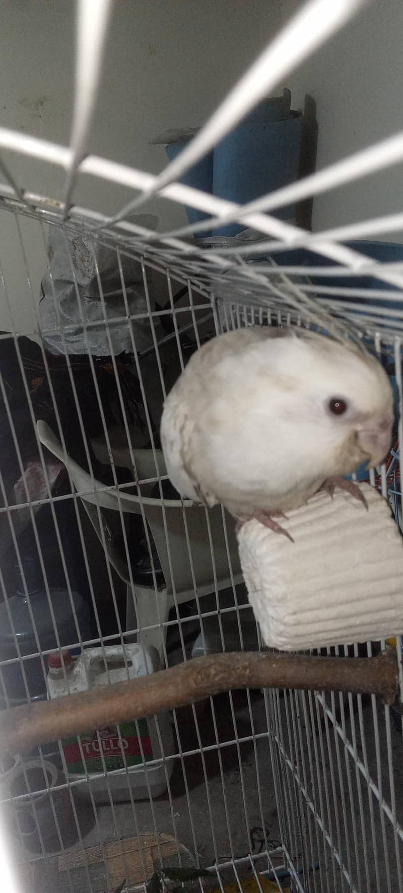 Healthy and active breader pair 3