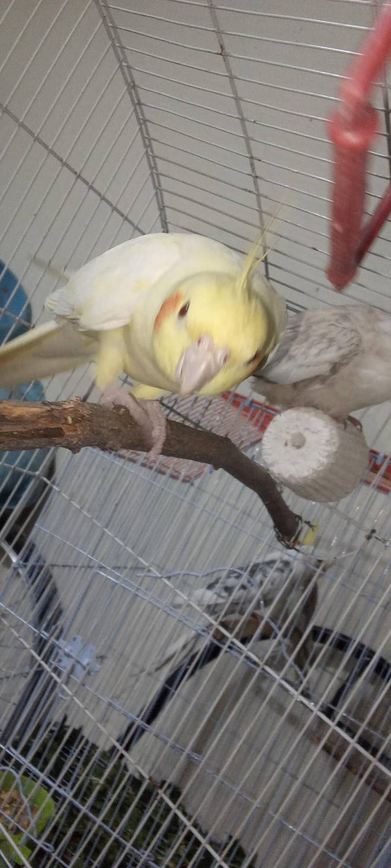 Healthy and active breader pair 4