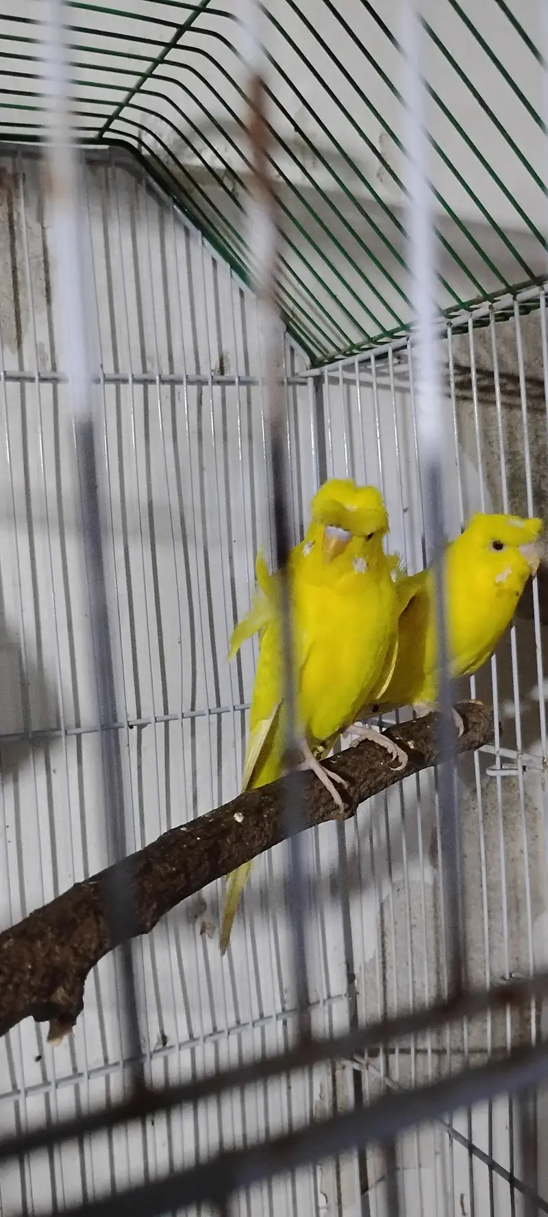 hogoromo pairs — photo 4