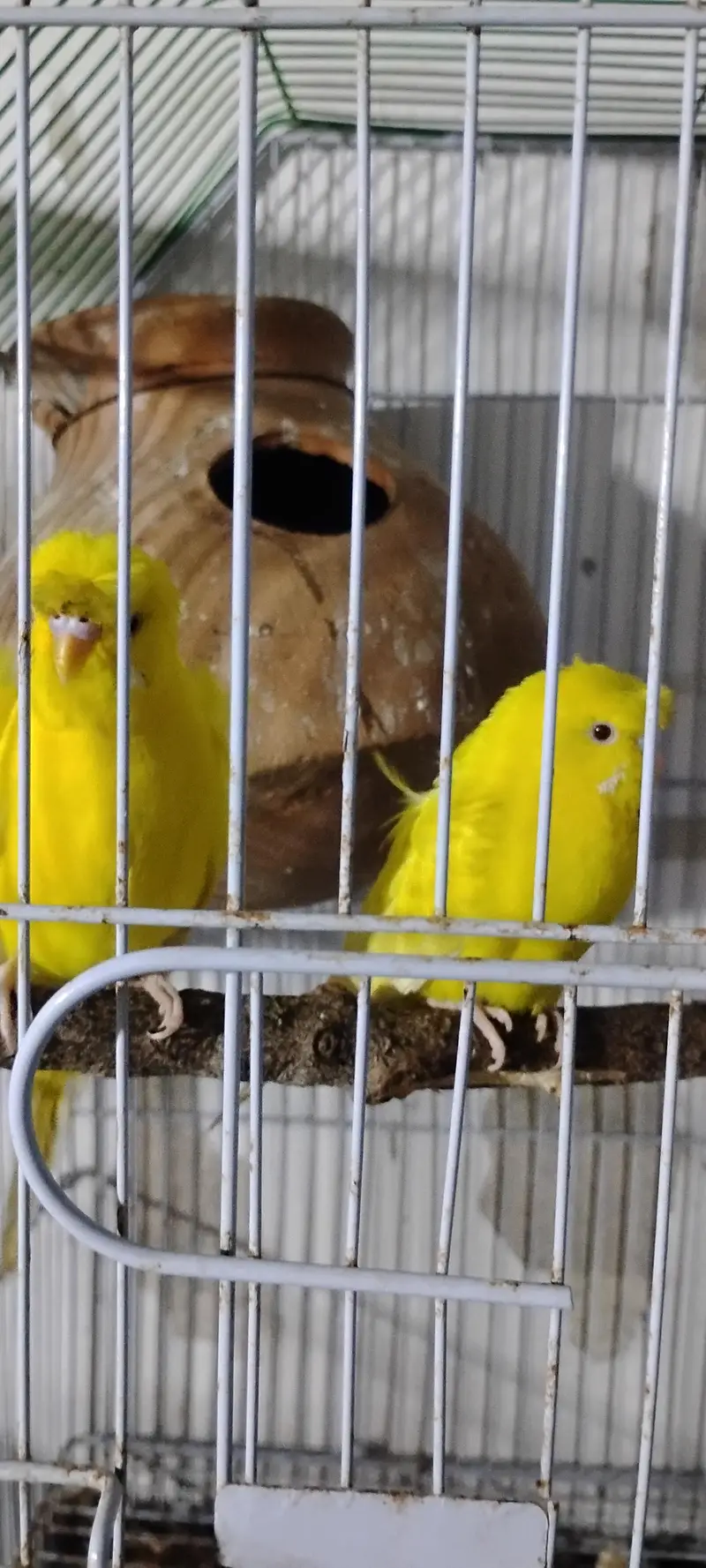 hogoromo pairs — photo 5