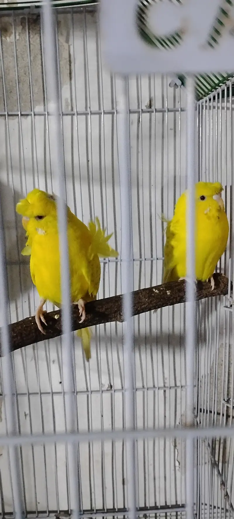 hogoromo pairs — photo 6