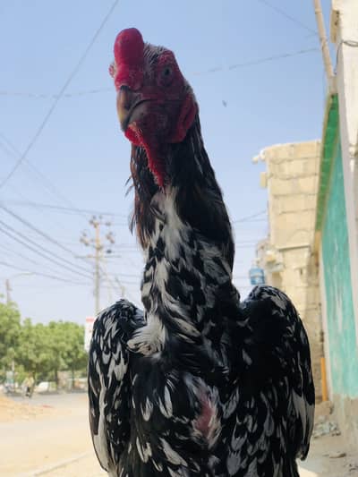 Aseel murga