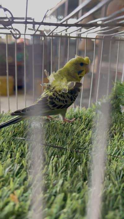 Mashallah High Quality Hagoromo Budgies