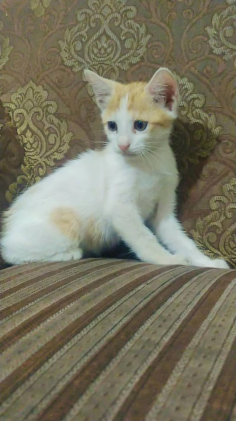 3 kittens 1