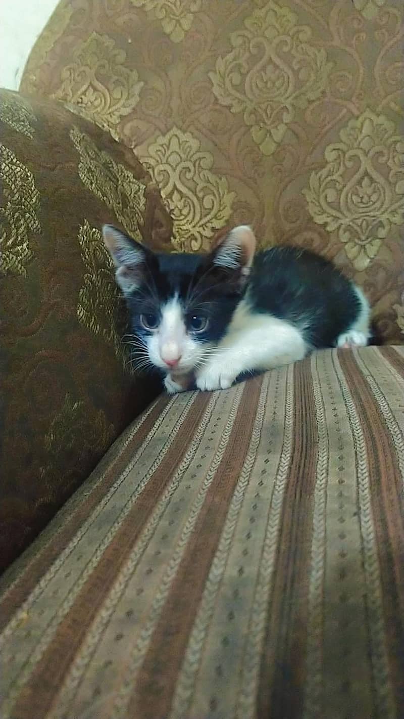 3 kittens 2