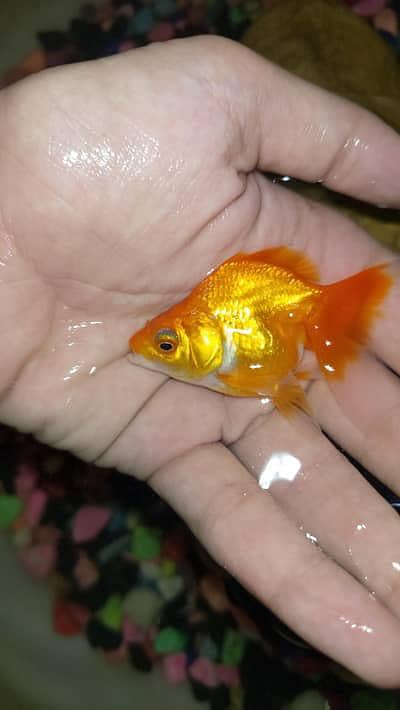 Goldfish for Sale | 3 Pairs for Rs. 1,600