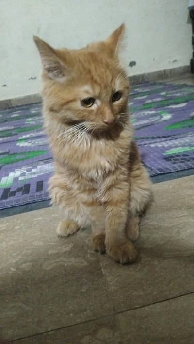 Beautiful Persian Female Kitten – 4 Months – Lahore