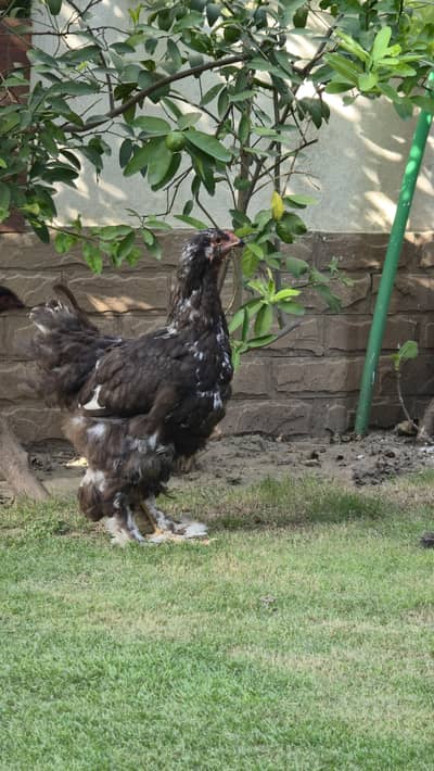 Black brahma
