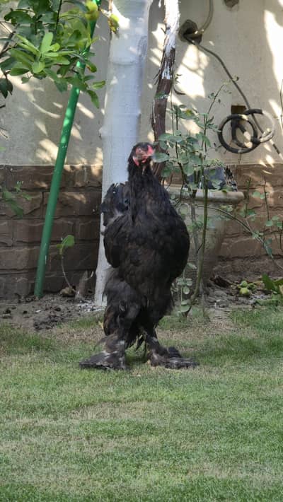 Black brahma