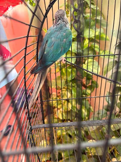 Blue Turquoise Conure Female