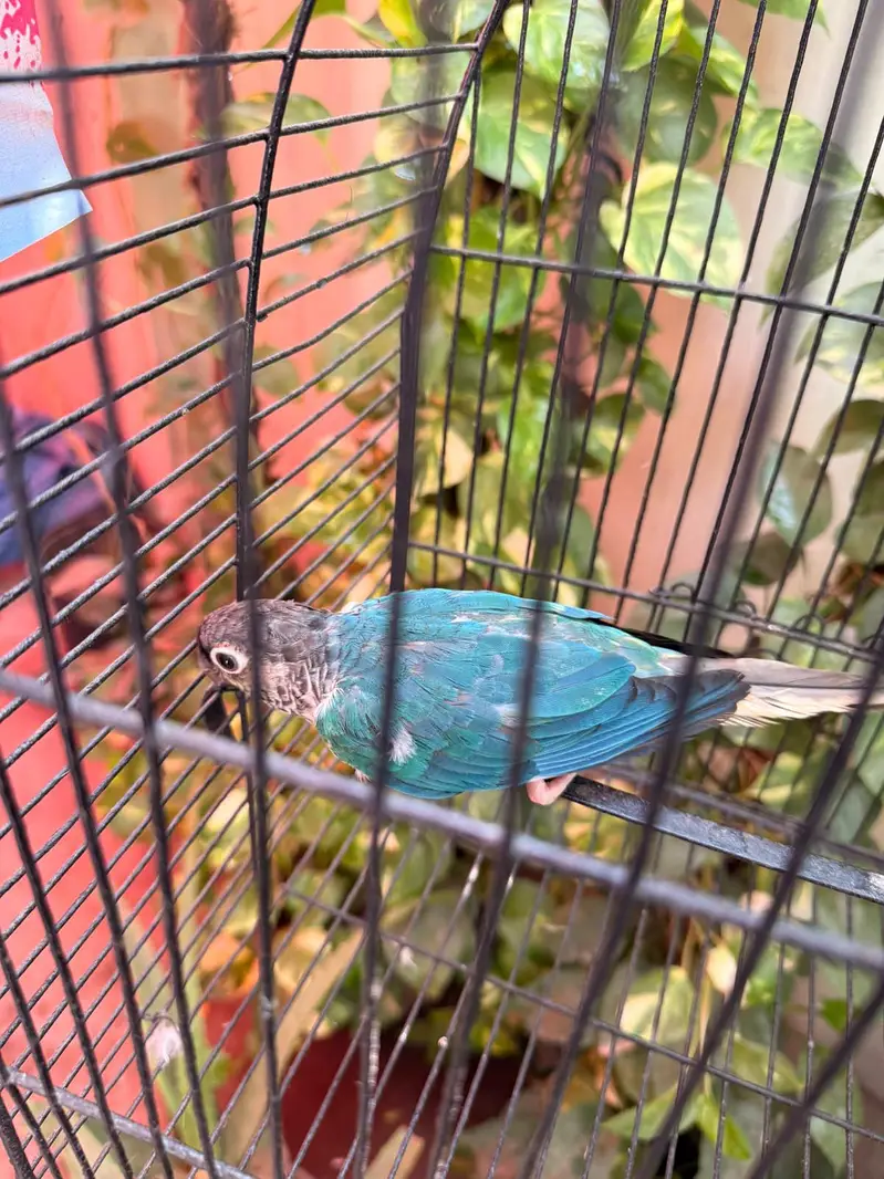 Blue Turquoise Conure Female — photo 2