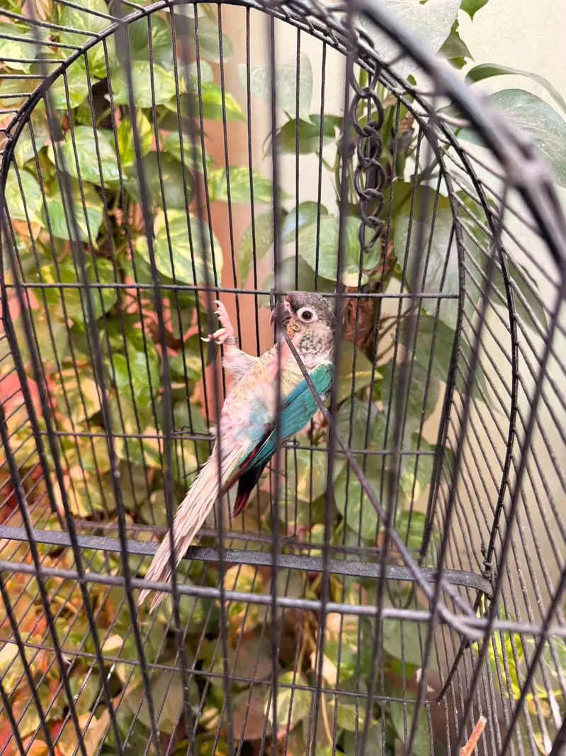 Blue Turquoise Conure Female — photo 3