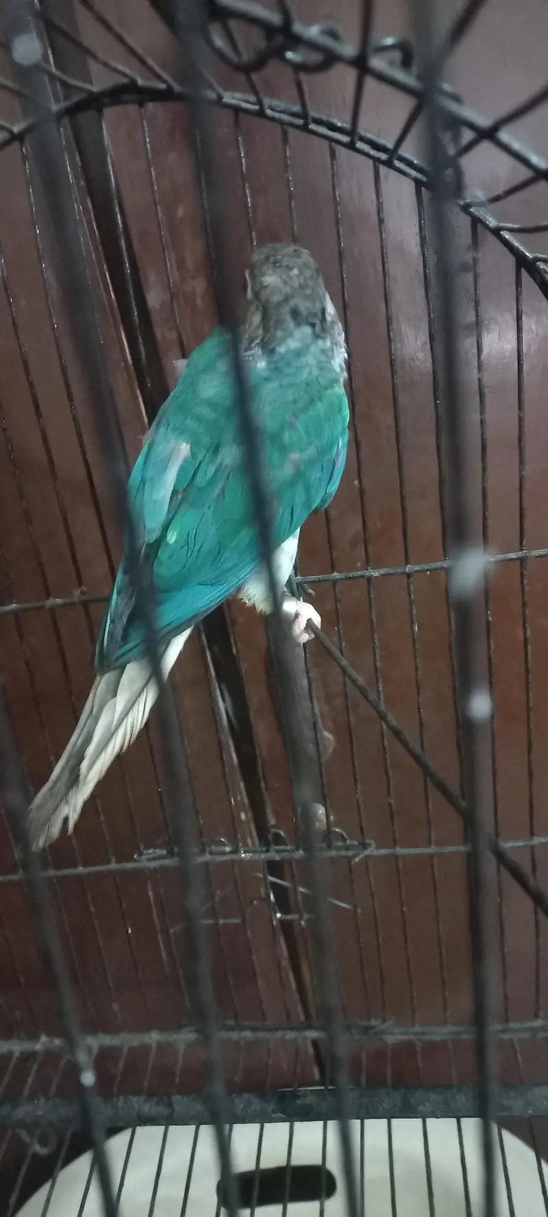 Blue Turquoise Conure Female — photo 4