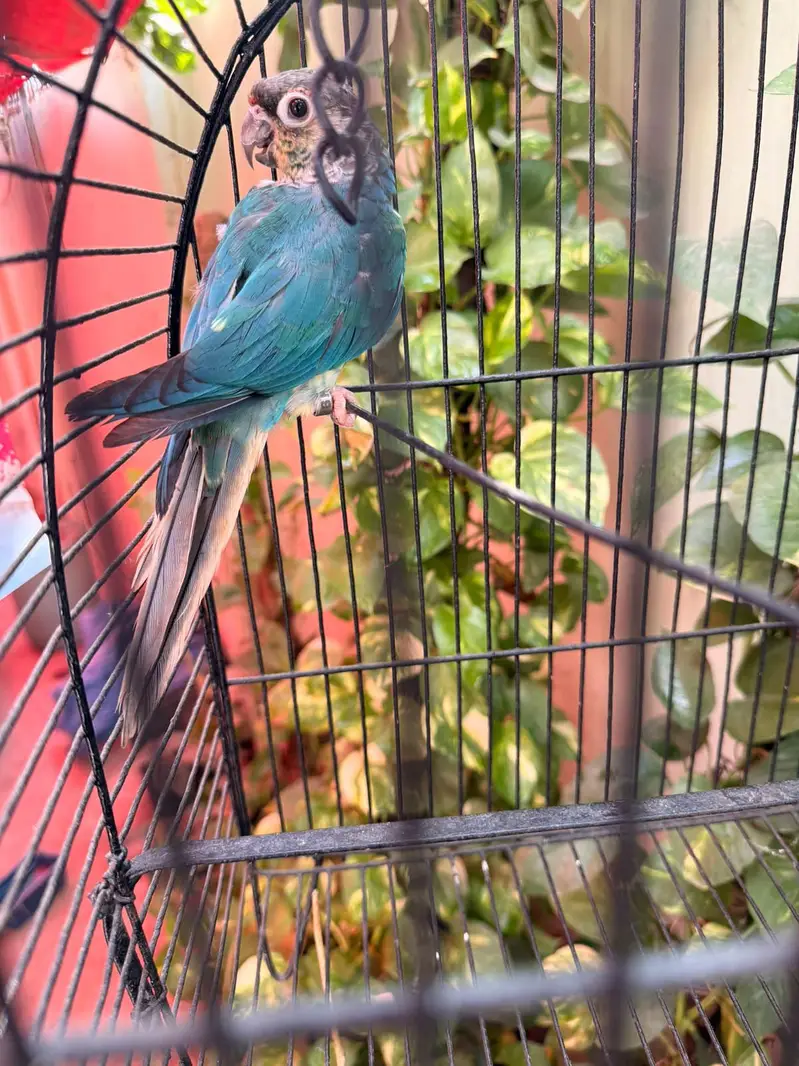 Blue Turquoise Conure Female — photo 5