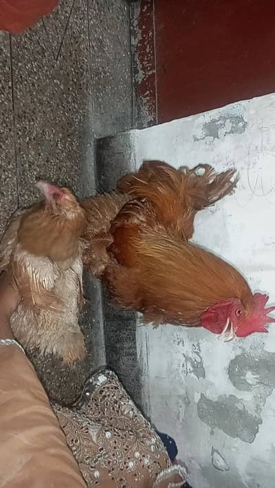 golden buff for sale
