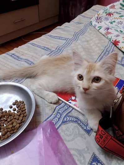 Persian kitten