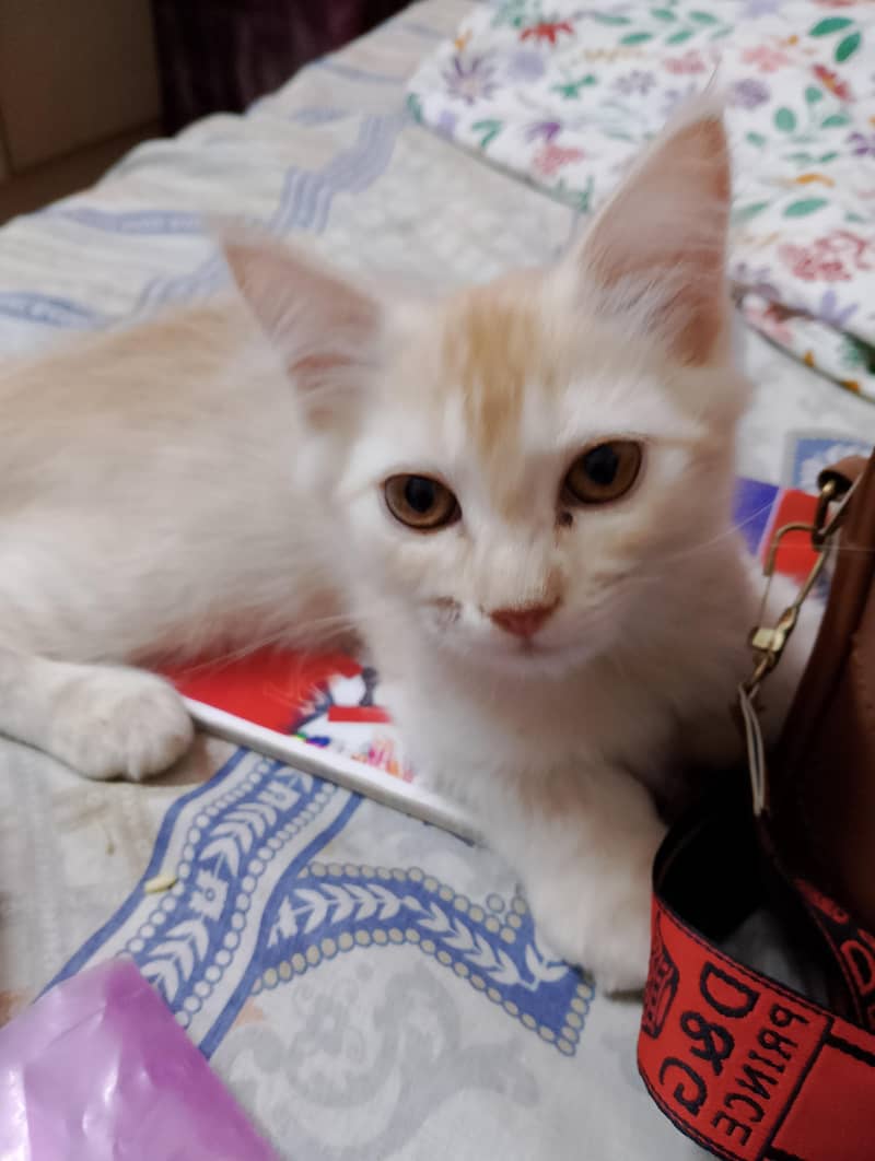 Persian kitten 1