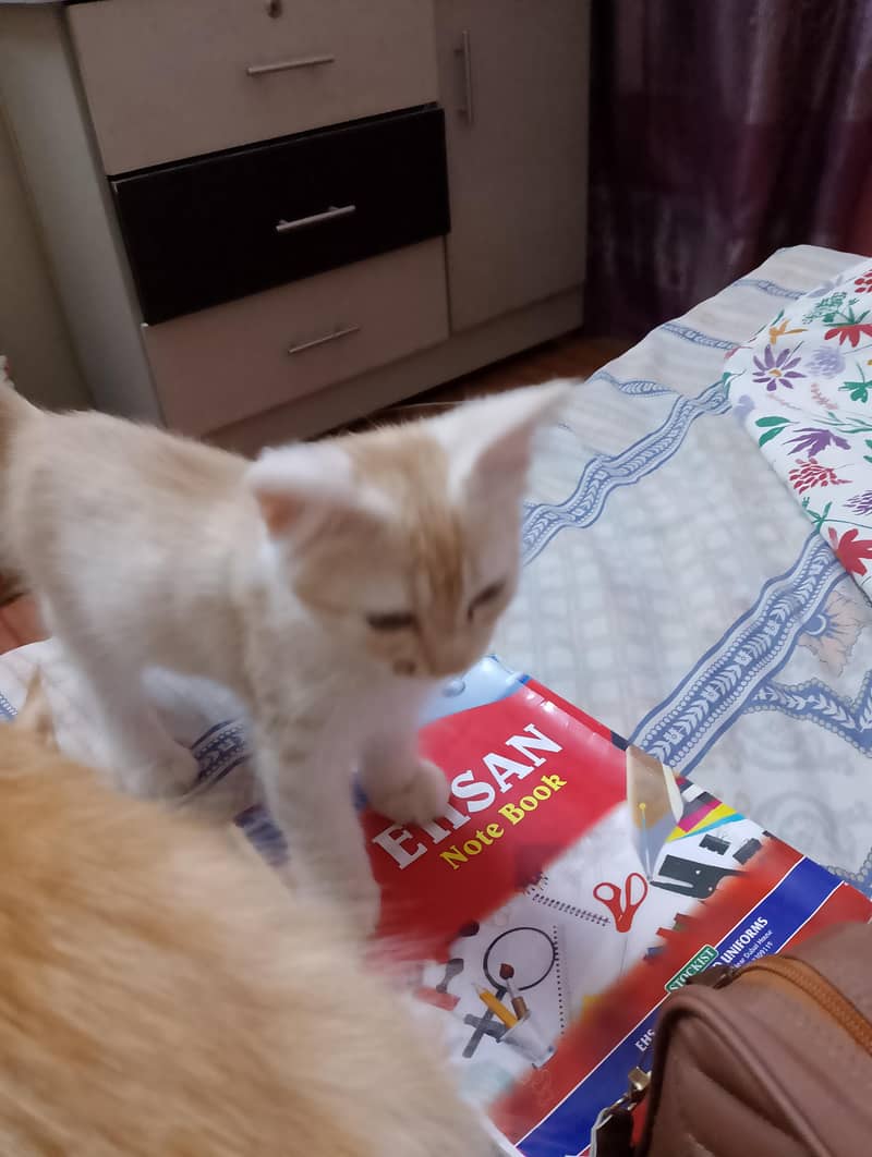 Persian kitten 2