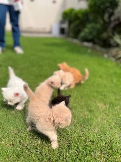 Persian kittens for sale