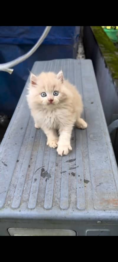 Persian kittens | triple coat | fluffy | 0327//64100//26
