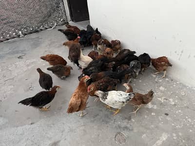500 per piece Golden Misri 50 day age . . 03071708239 call me