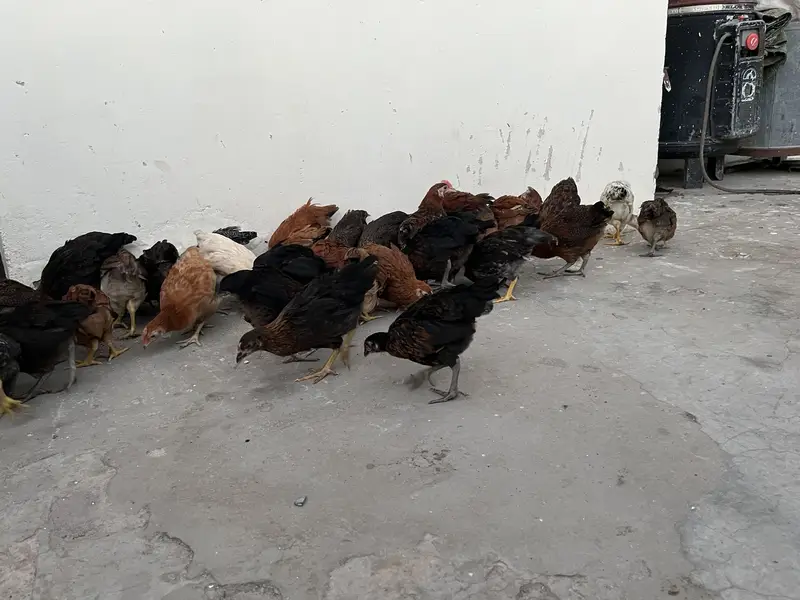 500 per piece Golden Misri 50 day age . . 03071708239 call me — photo 4