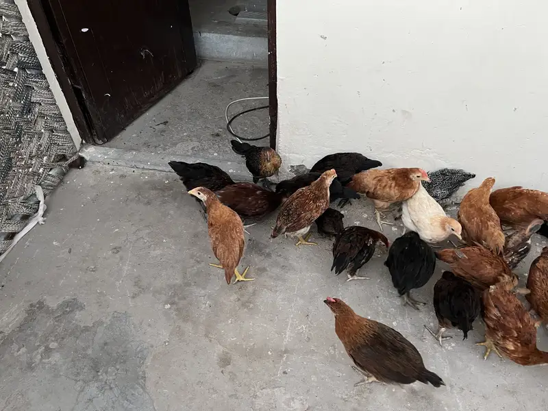500 per piece Golden Misri 50 day age . . 03071708239 call me — photo 6