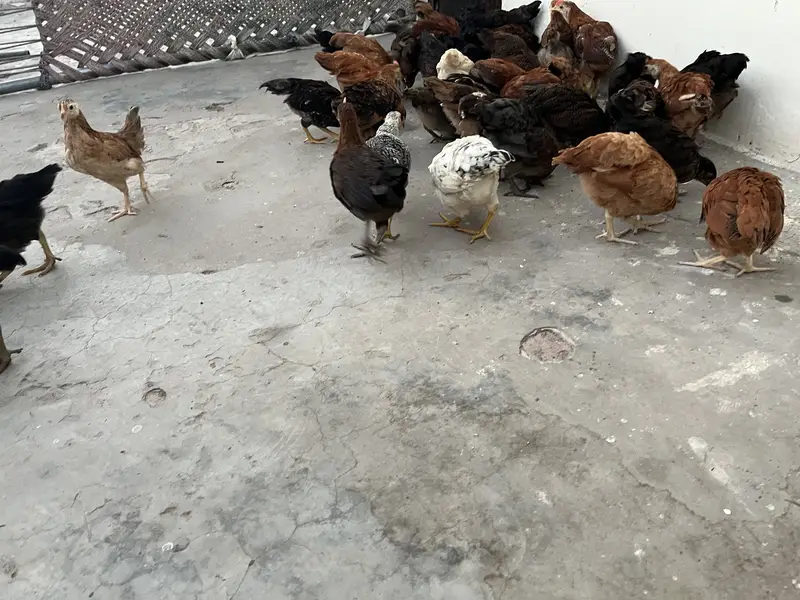 500 per piece Golden Misri 50 day age . . 03071708239 call me — photo 9