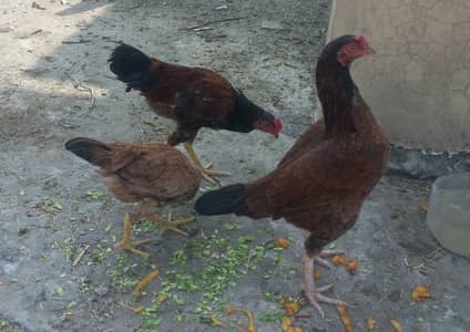 9 chickens for sale