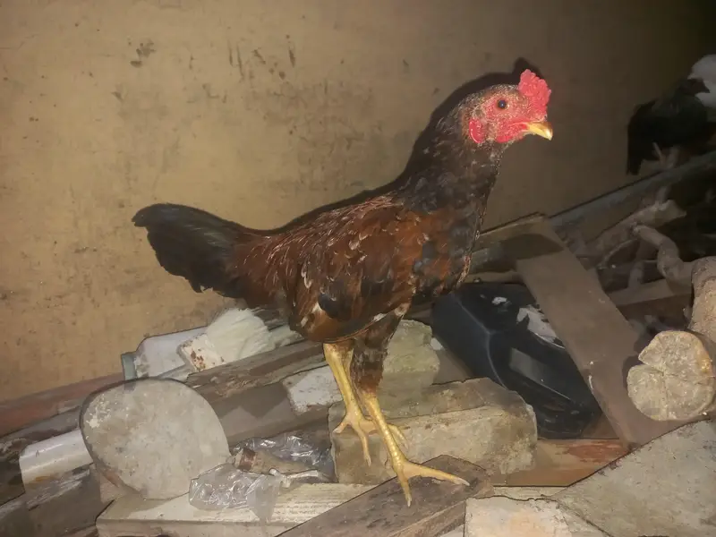 9 chickens for sale — photo 2