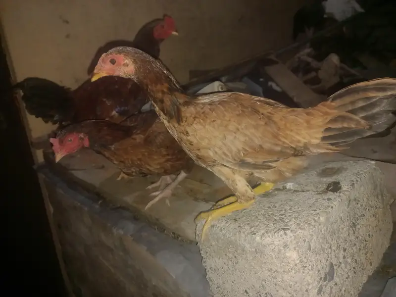 9 chickens for sale — photo 3