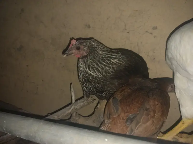 9 chickens for sale — photo 4