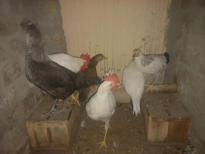 9 chickens for sale — photo 5