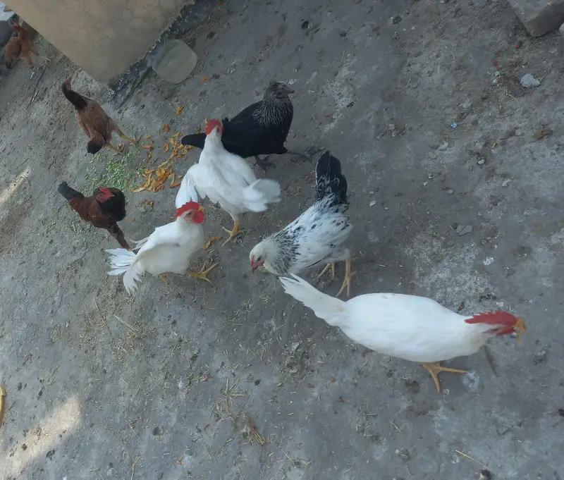 9 chickens for sale — photo 6
