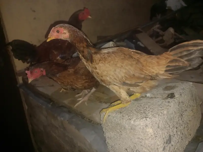 9 chickens for sale — photo 7