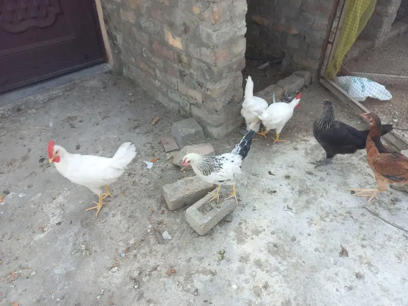9 chickens for sale — photo 8