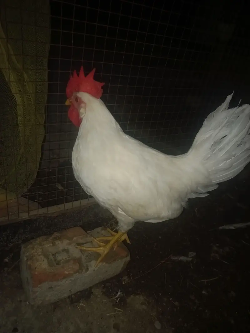 9 chickens for sale — photo 9