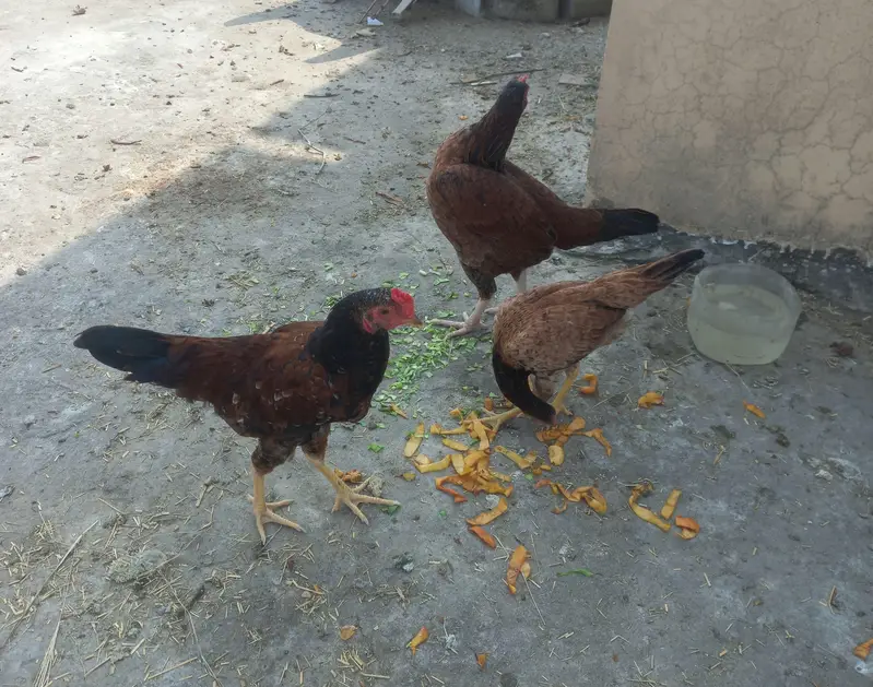 9 chickens for sale — photo 10