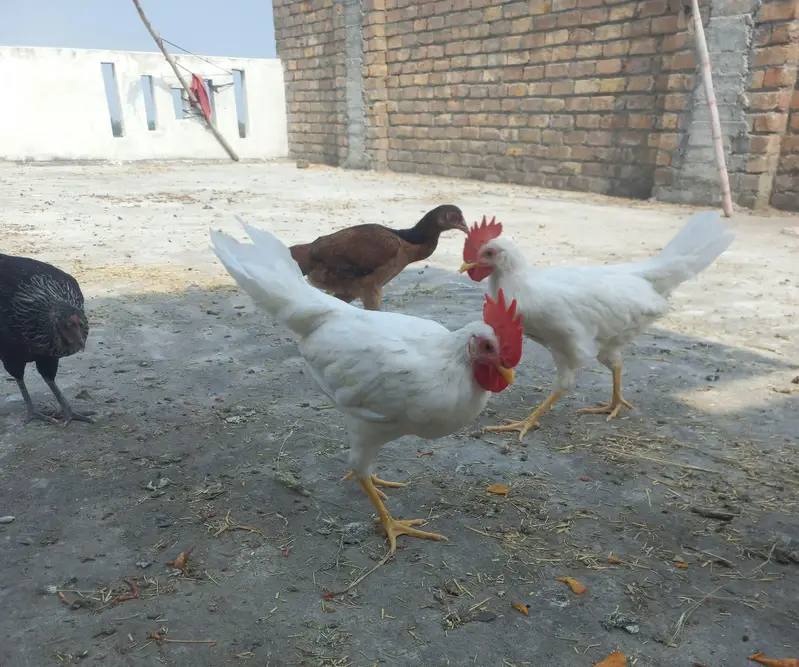 9 chickens for sale — photo 11