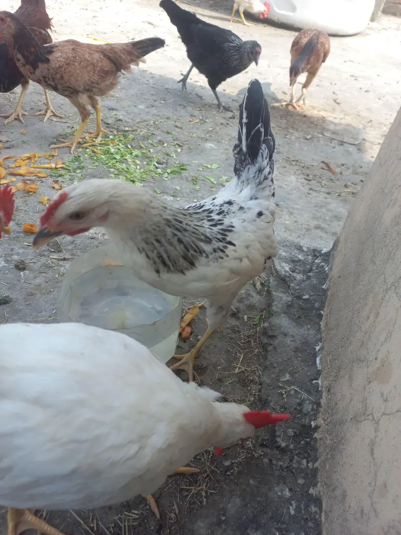 9 chickens for sale — photo 12