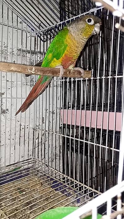 Green cheeck Conure breeder fertile male 100%