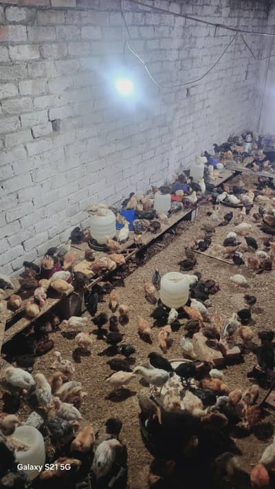 27 days old vaccinated chicks for sale