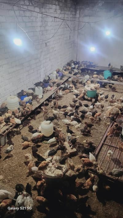 27 days old vaccinated chicks for sale