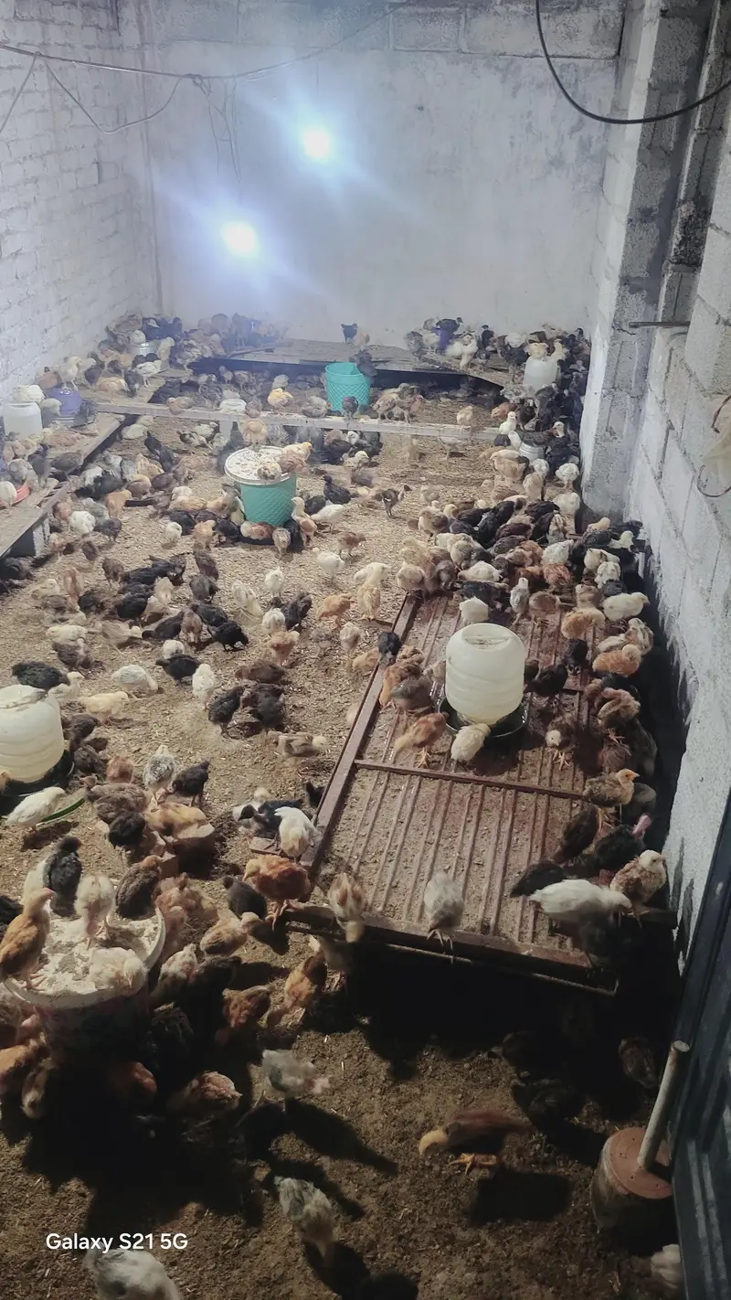 27 days old vaccinated chicks for sale — photo 3