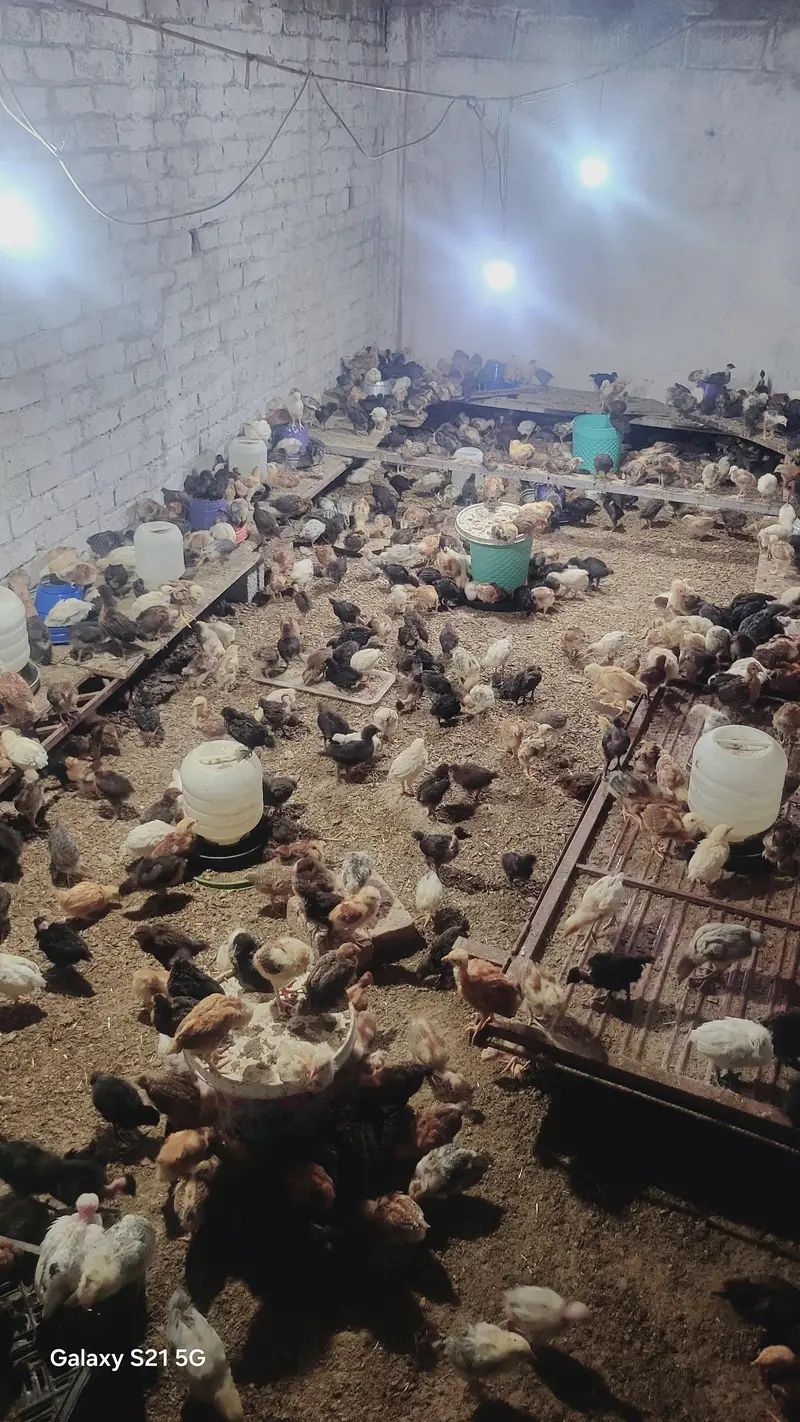 27 days old vaccinated chicks for sale — photo 4