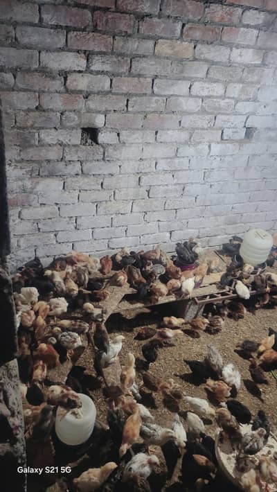 Golden Misri chicks for sale / Desi Hens age 1 month ( 03467621562)