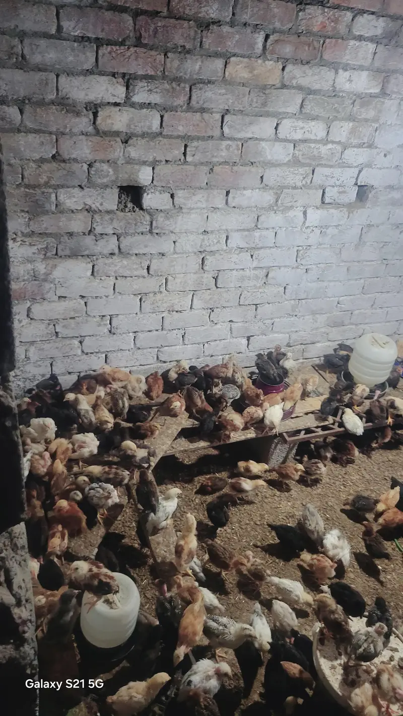 27 days old vaccinated chicks for sale — photo 5