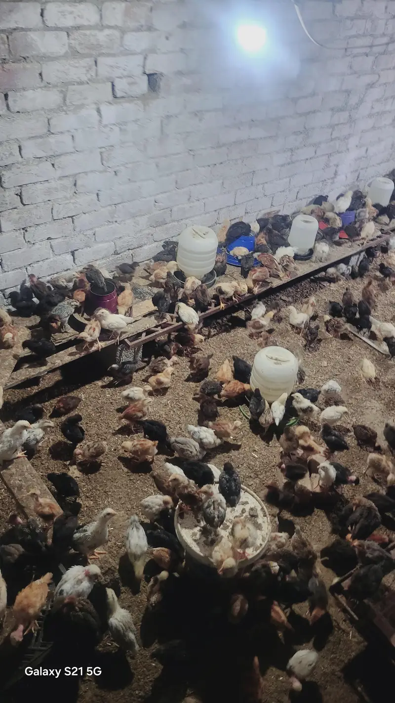 27 days old vaccinated chicks for sale — photo 7