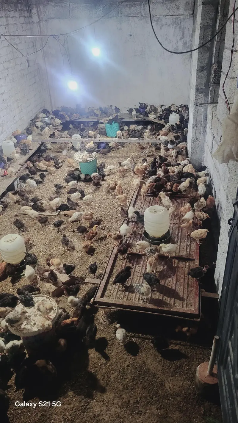 27 days old vaccinated chicks for sale — photo 8