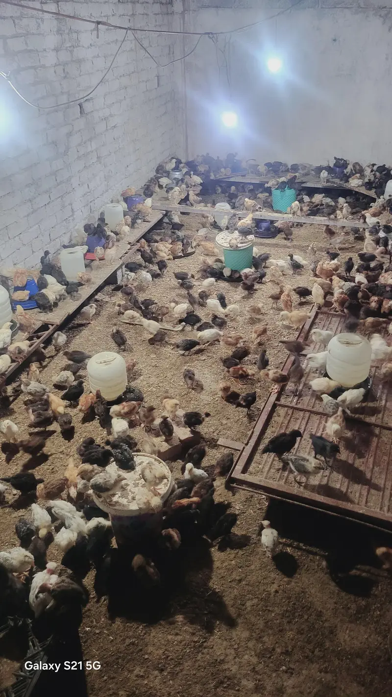 27 days old vaccinated chicks for sale — photo 9